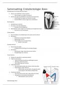 Samenvatting Endodontologie Basis