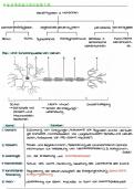 Zusammenfassung Neurobiologie - Grafiken, Definitionen, Erklärungen