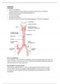 Samenvatting anatomie en fysiologie toets 2