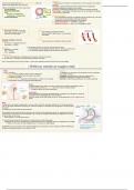 Uitgewerkte vragen H4 -  Fysiologie van het orgaanstelsel
