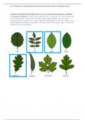 1.2- Assignment (Unit 1): Differentiate between broadleaved and coniferous woodland ecosystems