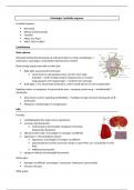 Samenvatting histologie van de orgaanstelsels: Lymfoïde organen, 2e bachelor biomedische wetenschappen