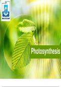 Presentation on Photosynthesis 