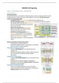 Summary of Cell Signaling (BBS2042)