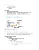 brain and neurons notes
