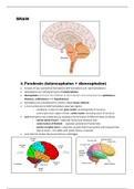 human brain components