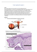 Tutor BM6 blok 1, weektaak 1; Histologie & baarmoederhalskanker 