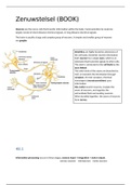CH48 Zenuwstelsel