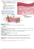 Histology of Skin