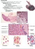 Histology of Endocrine System 