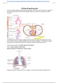 Respiratory system human anatomy and physiology BIO2010