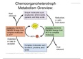 Metabolic Pathways, Metabolism Overview (summary)