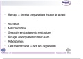 Components of the cell membrane and the organelles