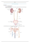 Renal Lecture Notes (FULL)