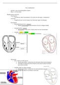 Samenvatting Anatomie en fysiologie voor het MBO, ISBN: 9789043037303  anatomie (het circulatiestelsel)
