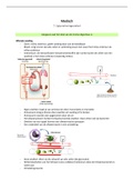 Medisch HC 7: Spijsverteringsstelsel van Marc Veenstra