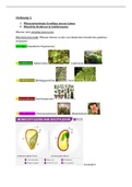 Vorlesung 1: Pflanzenphysiologie Grundlage unseres Lebens