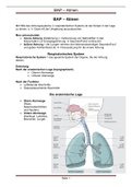 Atmungssystem - Biologie, Anatomie, Physiologie