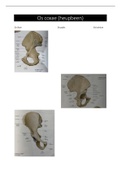  Anatomie: Overzicht osteologie Os coxae (heupbeen)