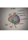 Brain anatomy and physiology