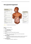 Samenvatting anatomie en fysiologie: Het ademhalingsstelsel, Het spijsverteringsstelsel en Het endocrien stelsel. 