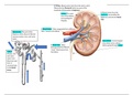 Kidney Factsheet and Diagram