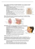 Les 1 en 2 - Anatomie en Fysiologie spijsverteringskanaal + vertering en opname
