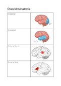Neurobiologie Overzicht Anatomie