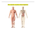 Spieren/botten/ligamenten tot en met jaar 2 (MSA)!