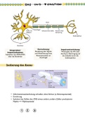 Nervenzellen & Erregungsweiterleitung