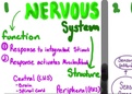 Nervous system overview 