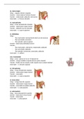 Musculatuur (spieren) (Anatomie heel leerjaar 1); origo, insertie, functie & innervatie
