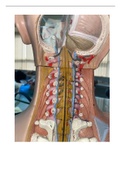 full labeled  model spine